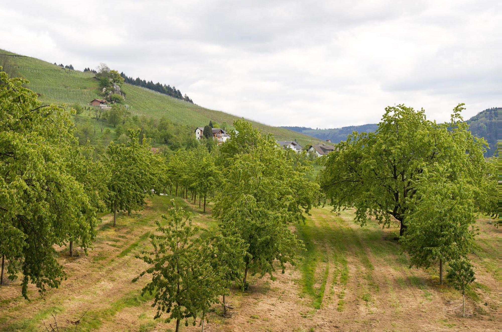 Dasensteinblick Kappelrodeck Exterior photo